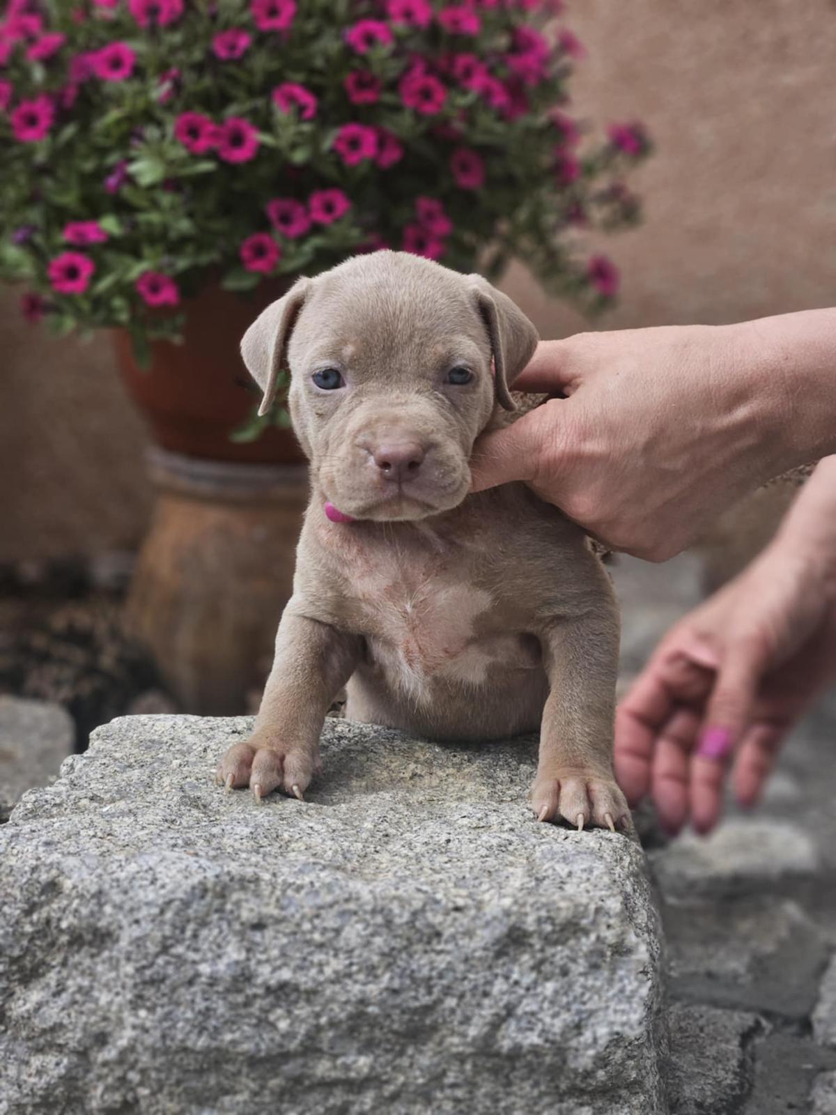 American Bully XL, Američki Buli štenci