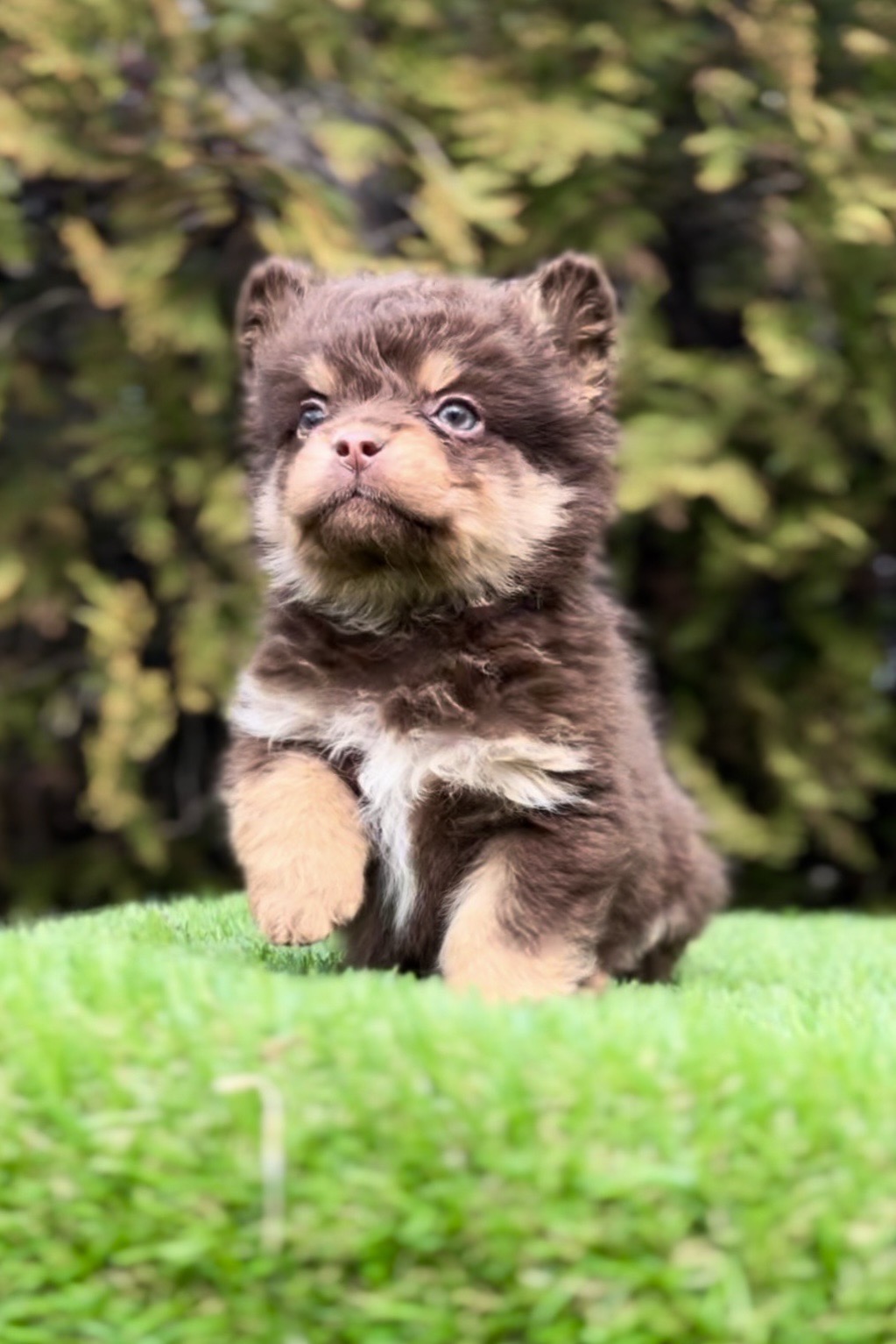 Francuski buldog hipoalergene dlake