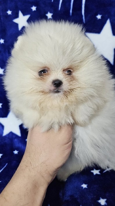 Pomeranac Boo stenci