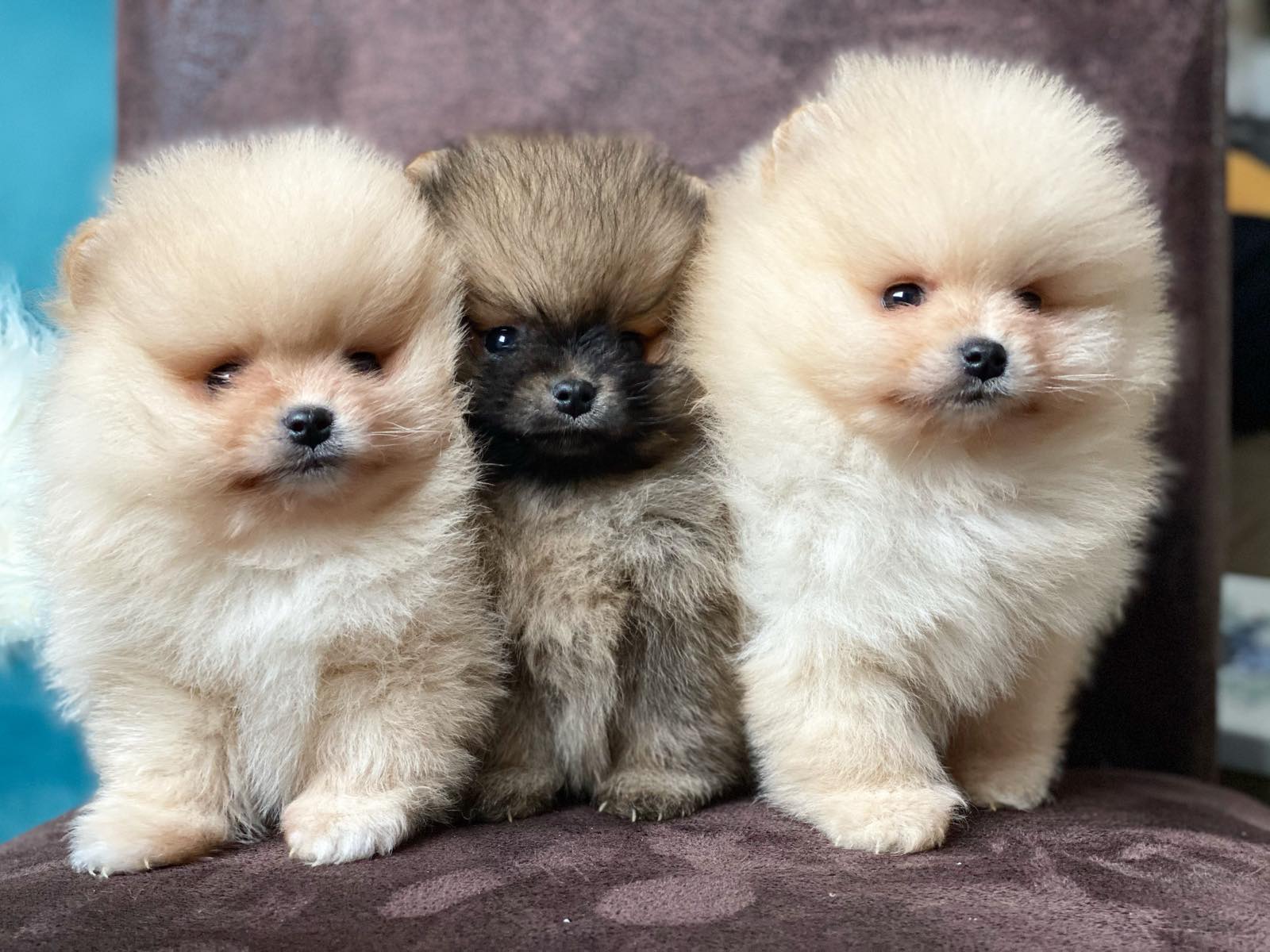 Dostupni prelepi štenci pomeranaca