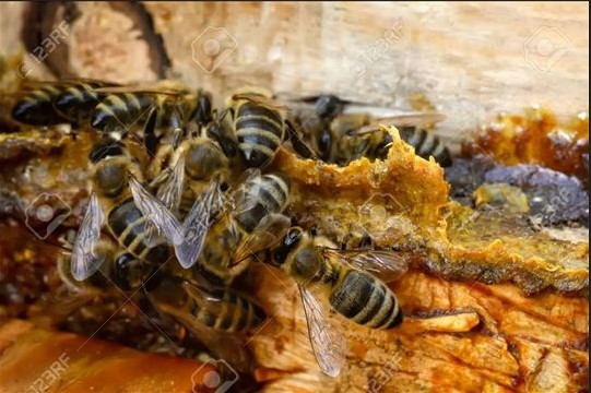 Prodajem propolis rastvor