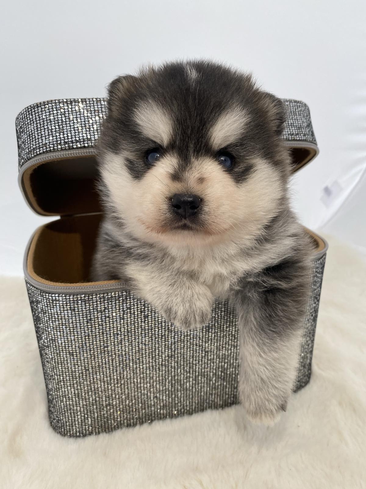 Pomsky- pomski, patuljasti i mini.