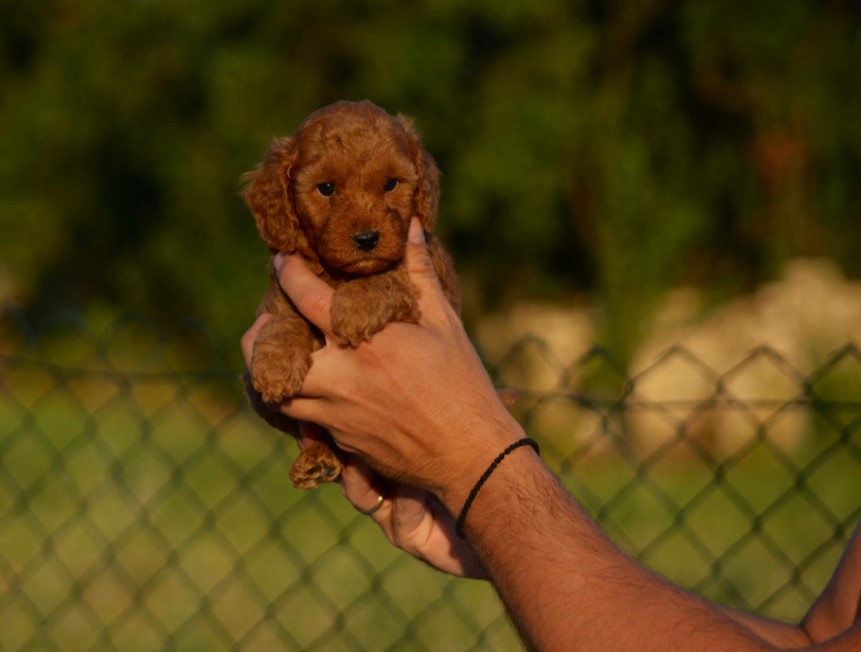 Toy i mini pudle