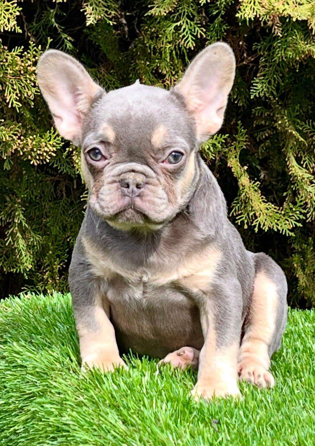 Francuski buldog