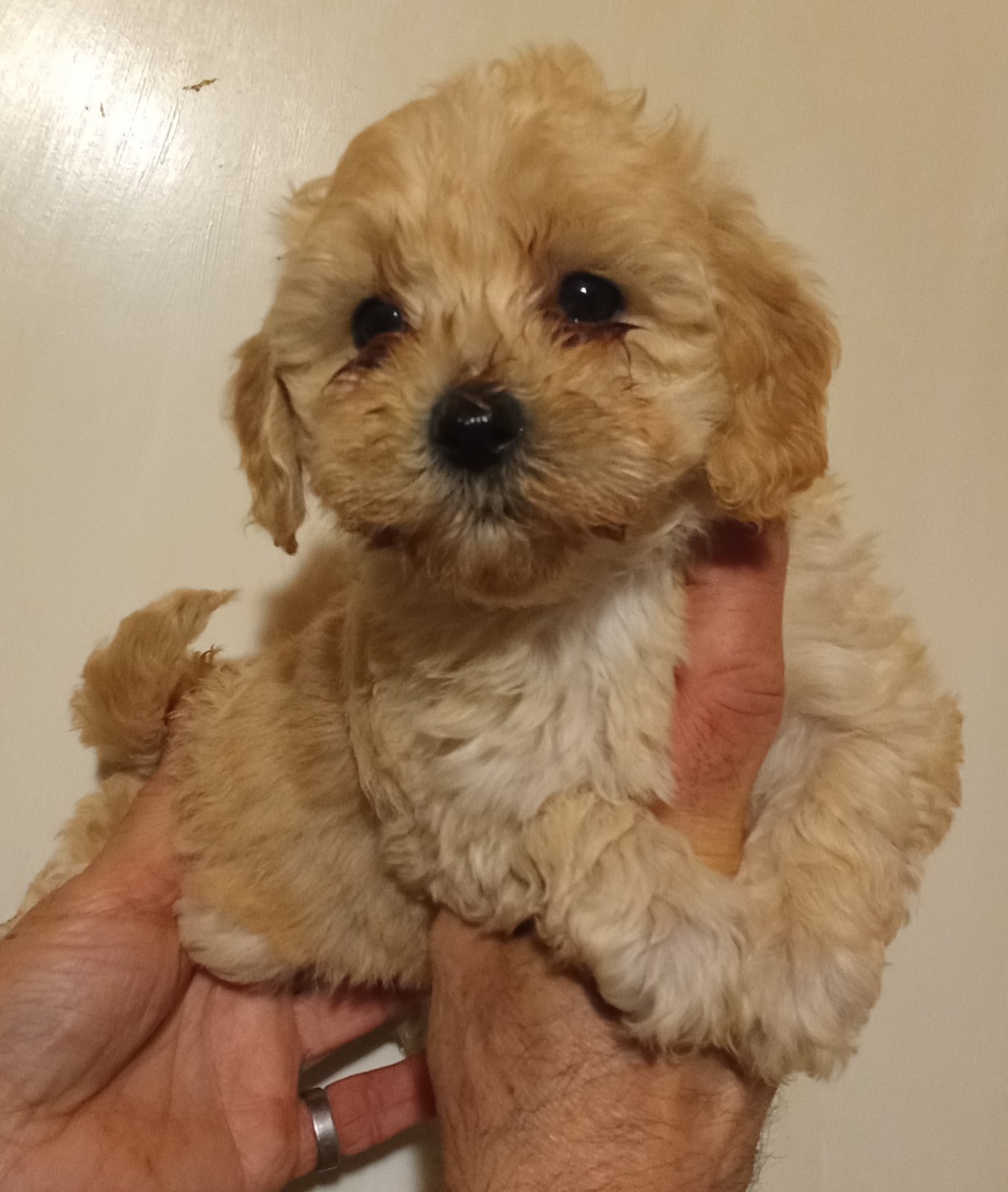 MALTIPOO   stenad