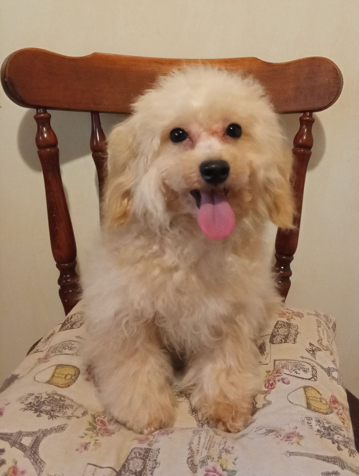  MALTIPOO