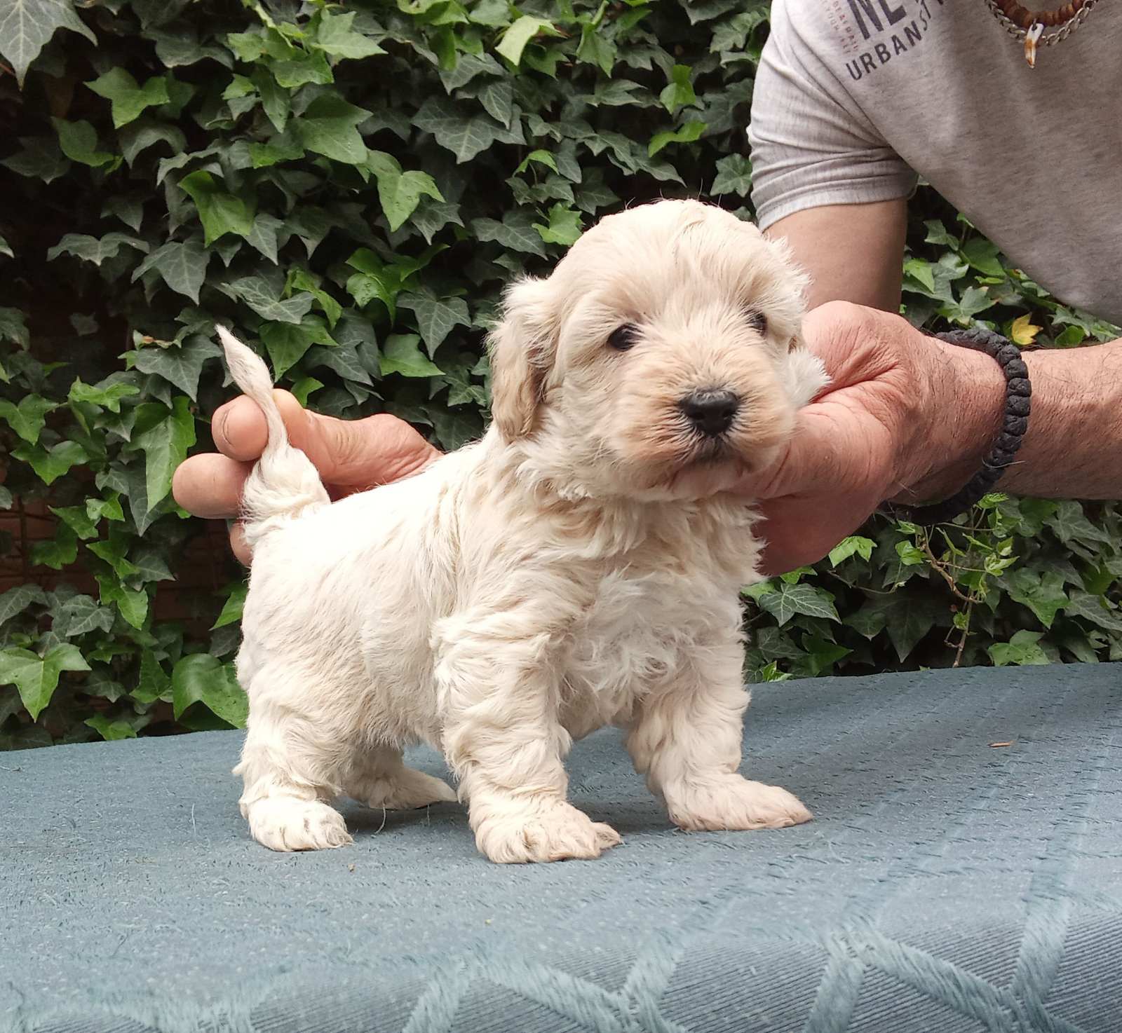 MALTIPOO