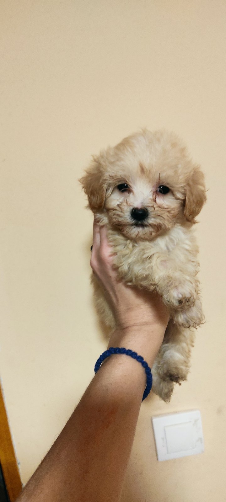 Maltipoo štenci