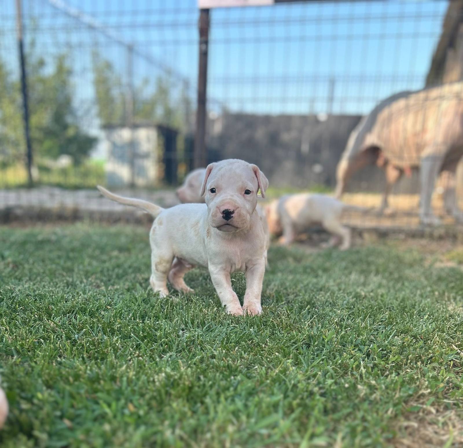 Dogo Argentino štenci