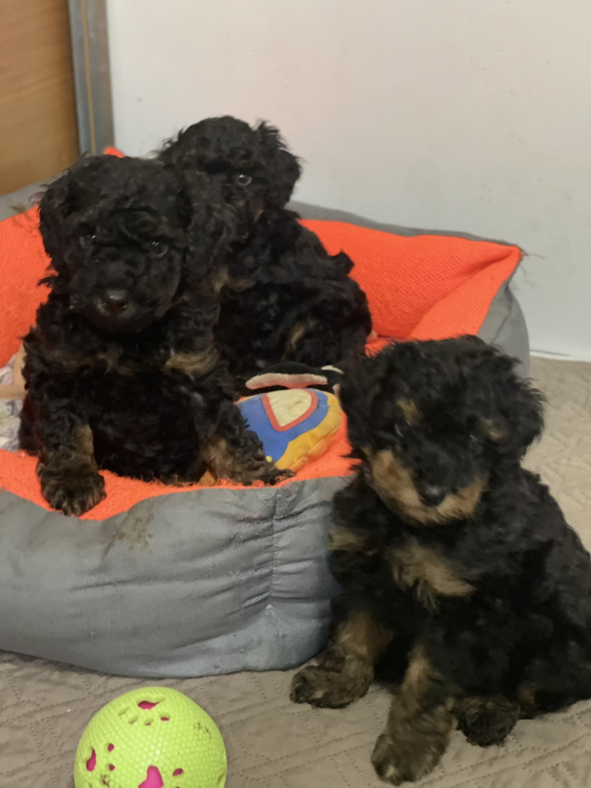 Toy Pudle Black & Tan Pedigree