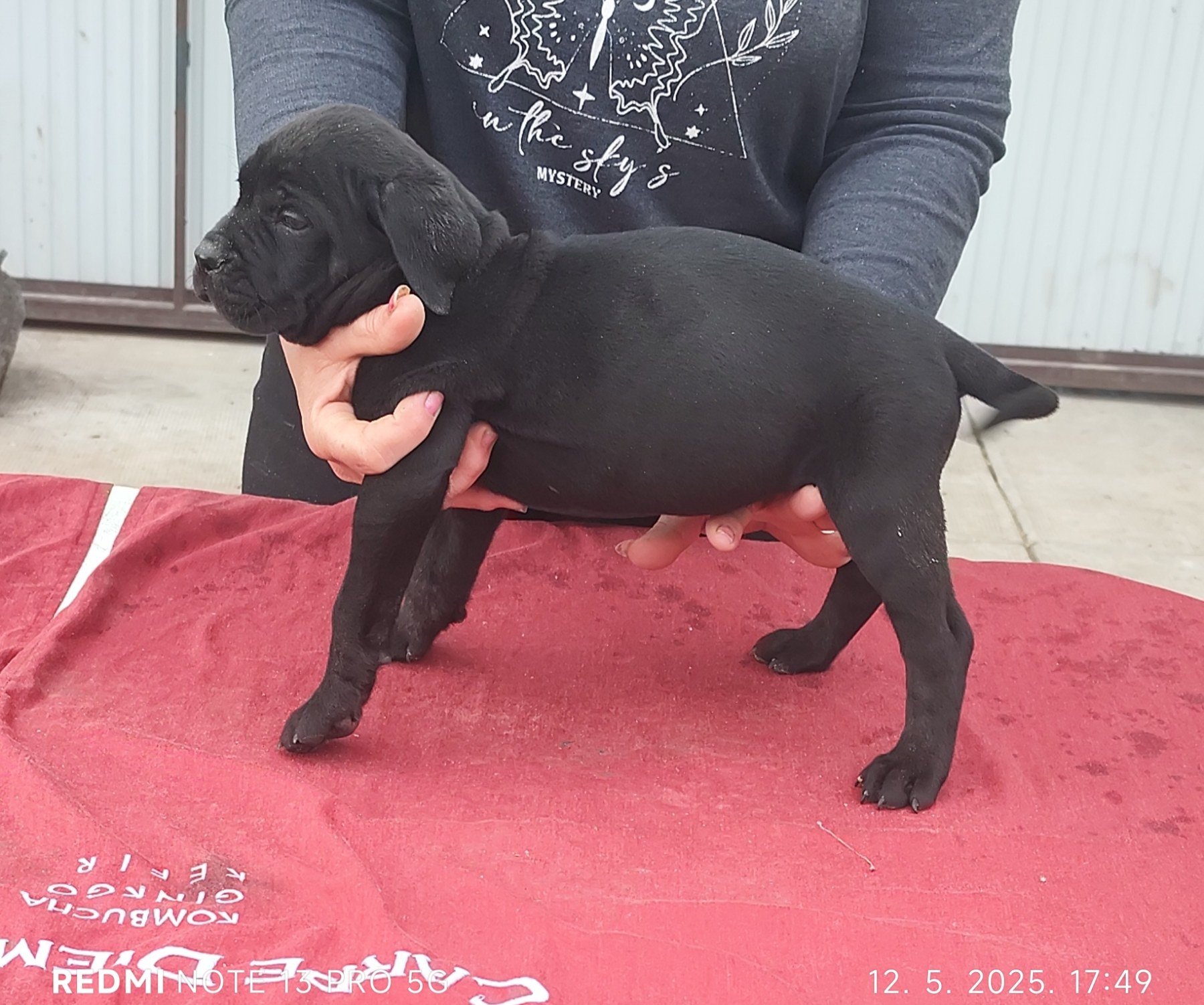 Cane Corso