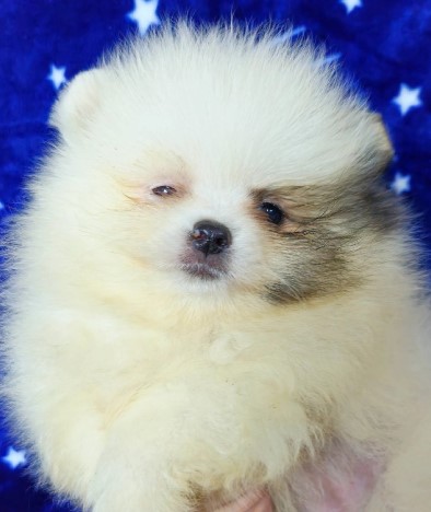 Pomeranac Boo stenci