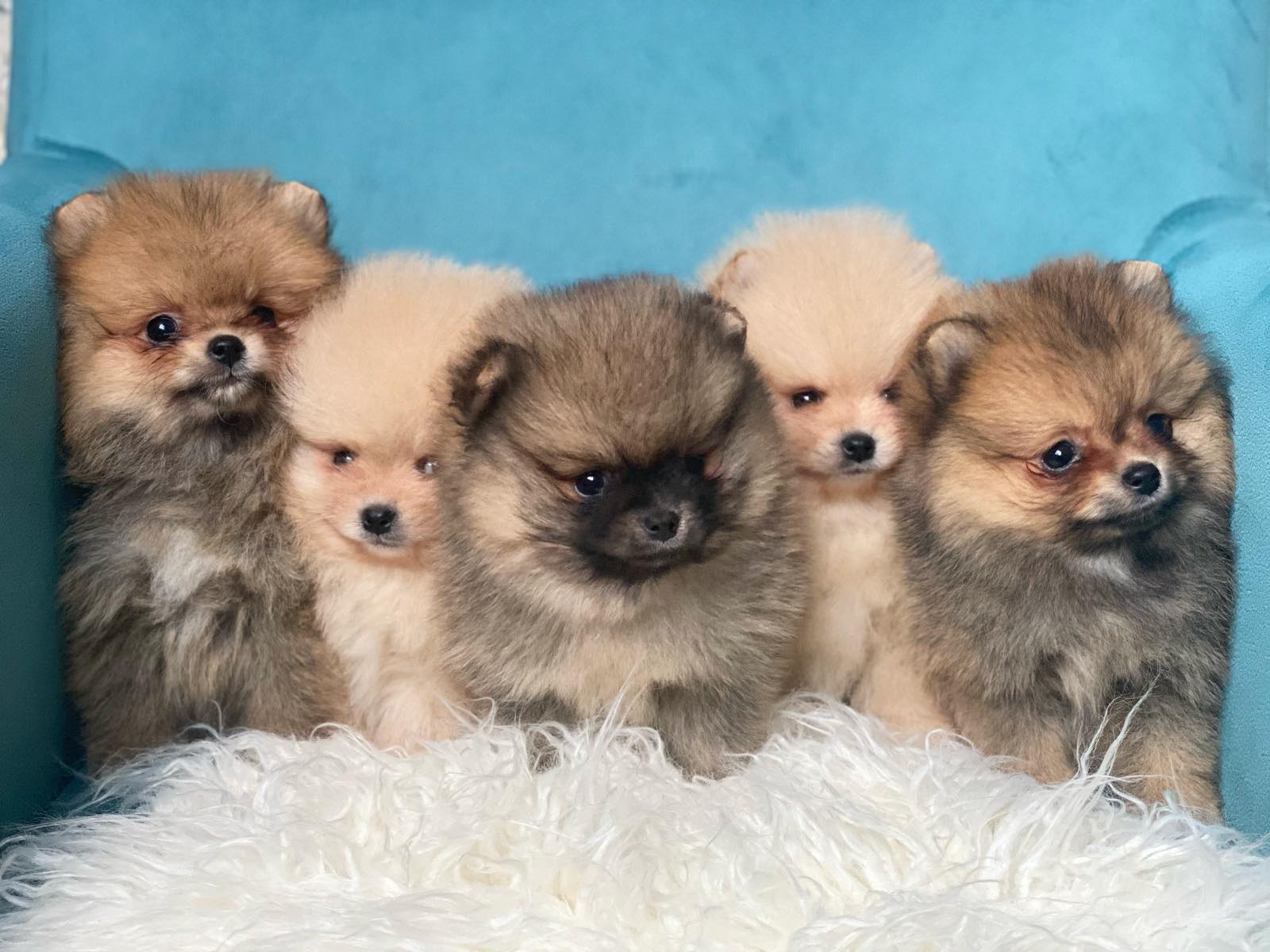 Dostupni prelepi štenci pomeranaca