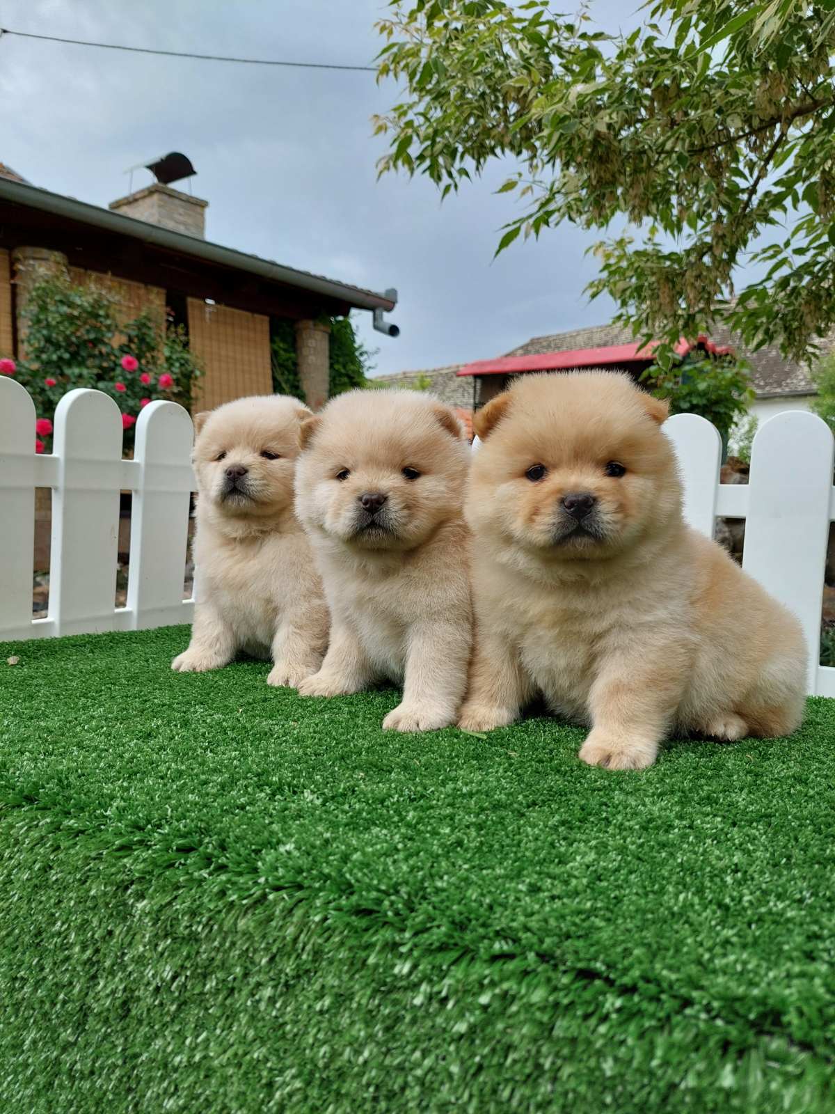 Cau cau Chow chow stenad najlepsi pokon
