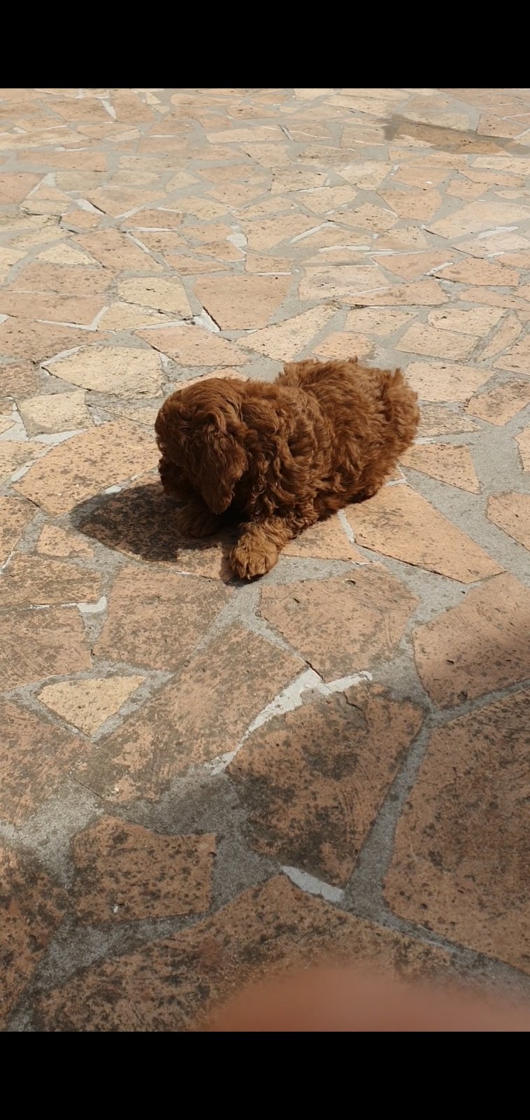 Toy/mini crvene pudle
