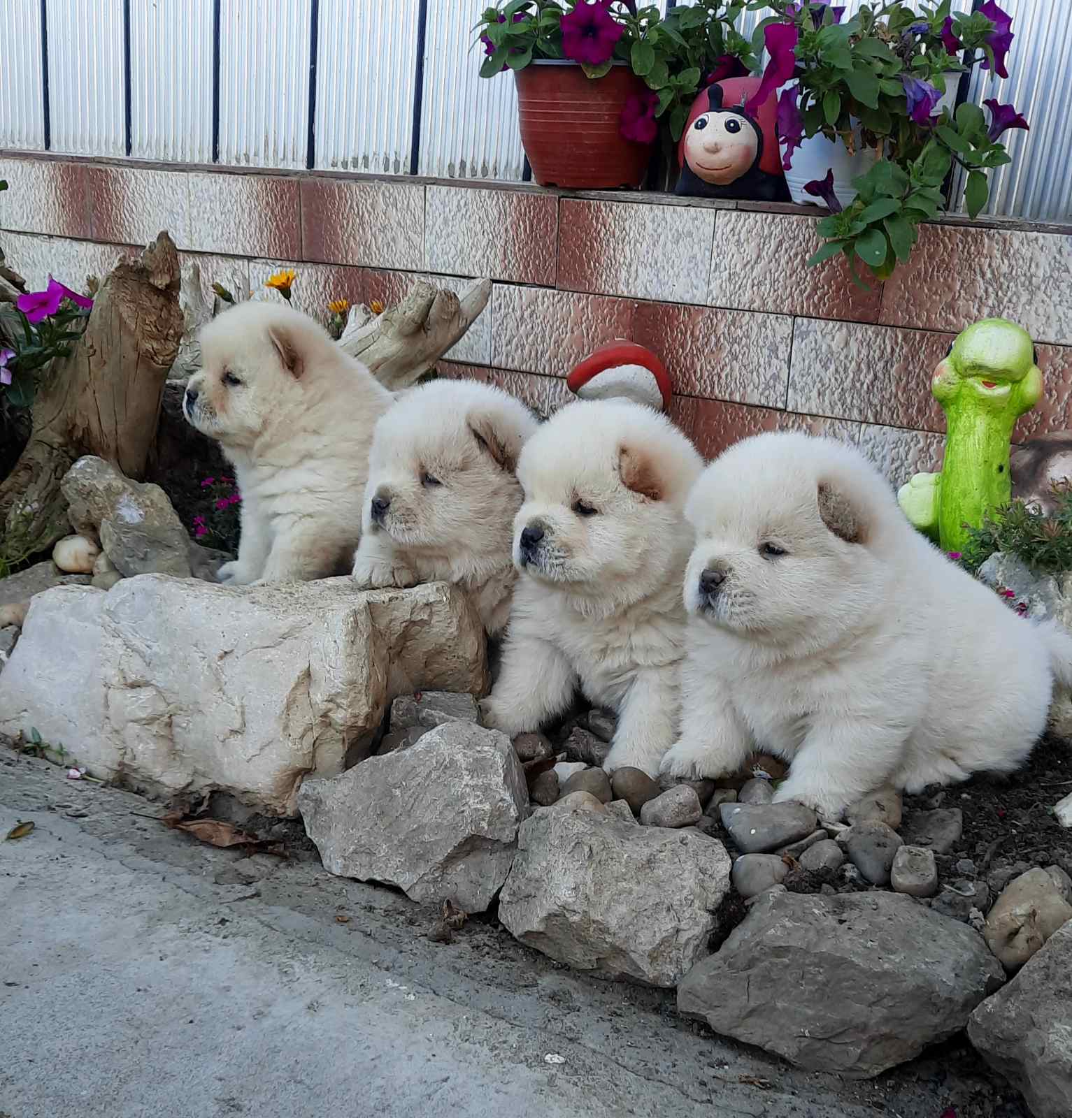 Cau Cau Chow Chow