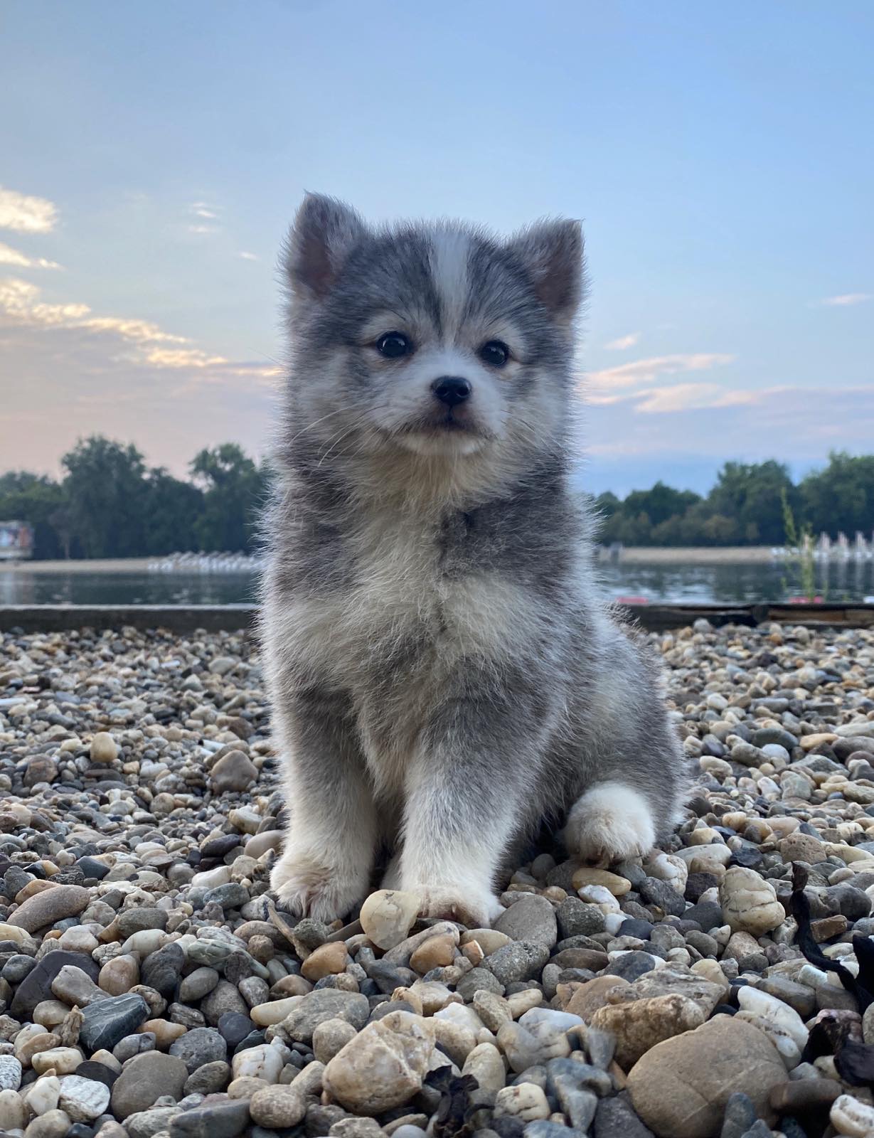 Pomsky- pomski, patuljasti i mini.