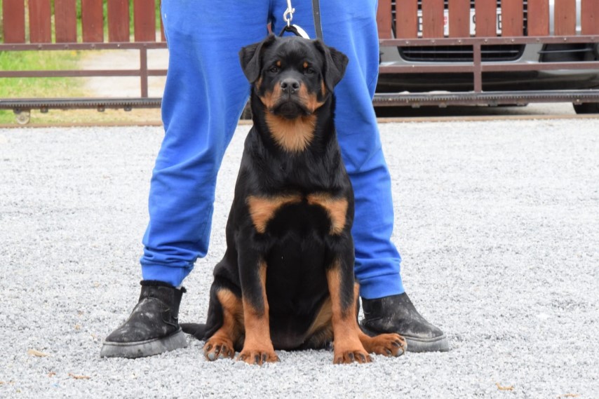 Poklanjam dve Rottweiler zenke