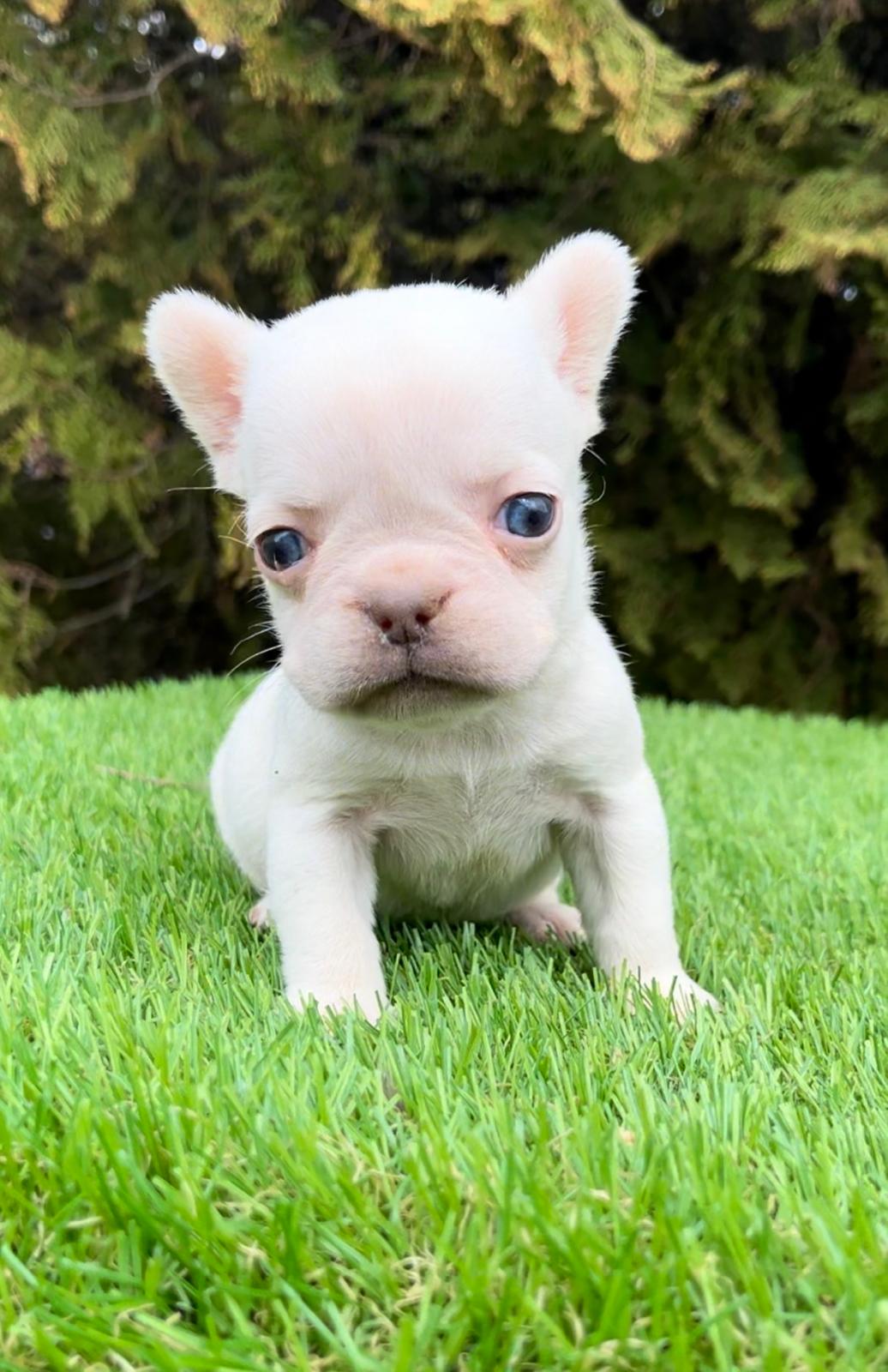 Francuski buldog