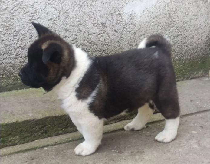 Americka akita štenci