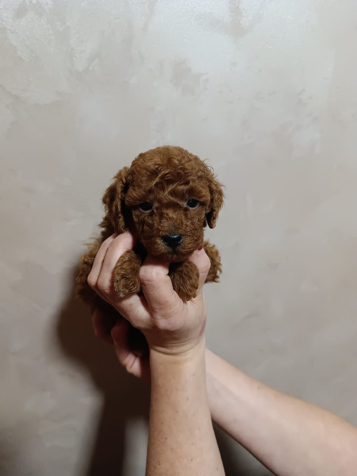 Prelepa Toy Pudla
