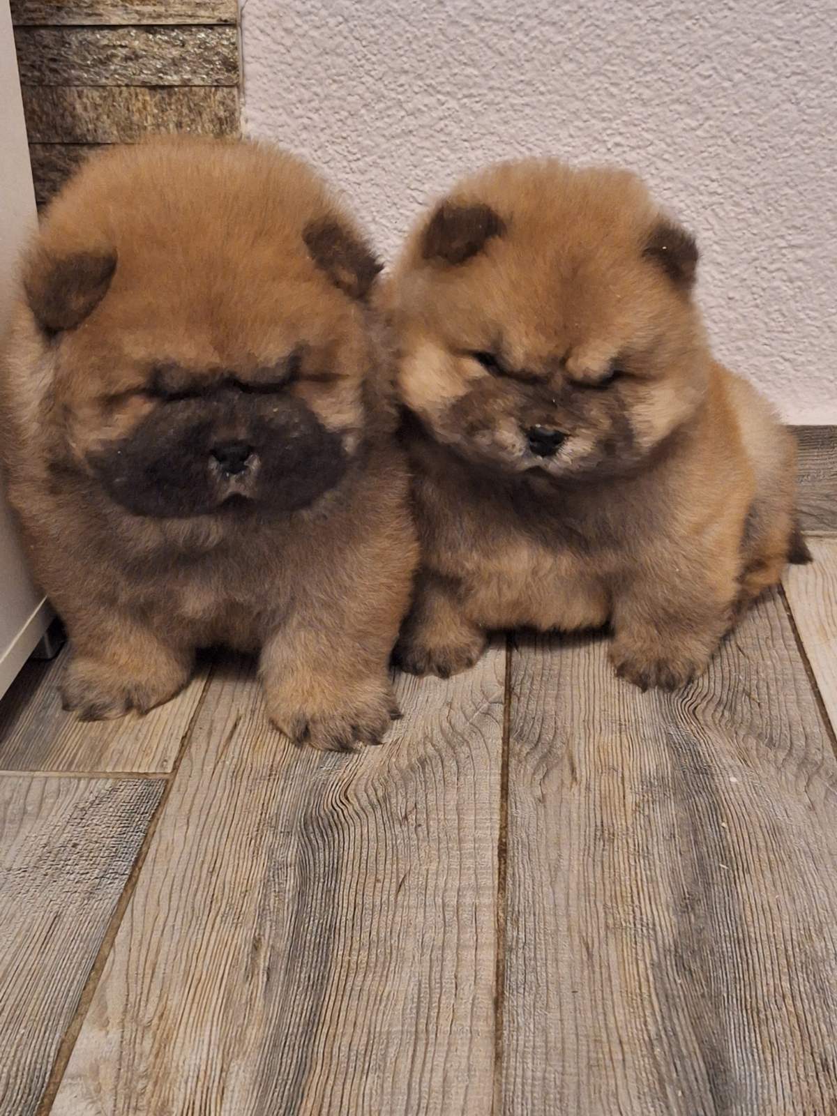 chow chow