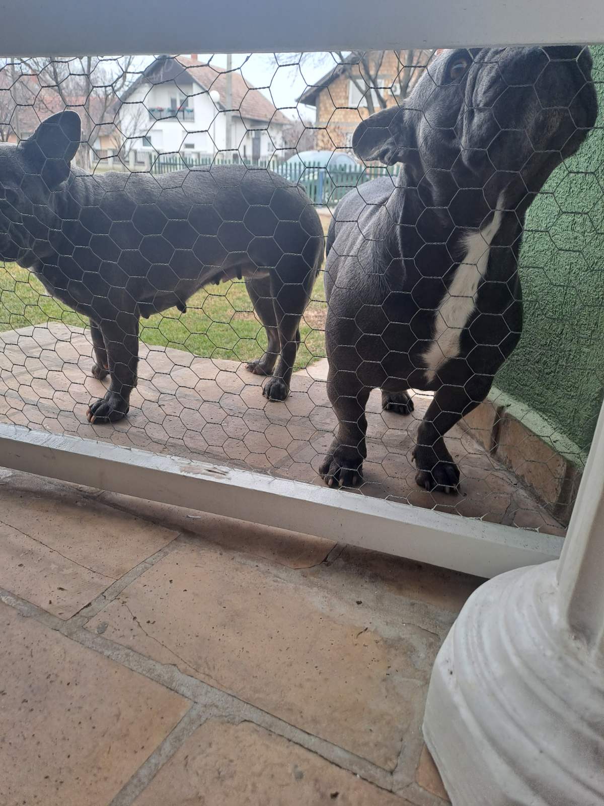 Francuski Buldog