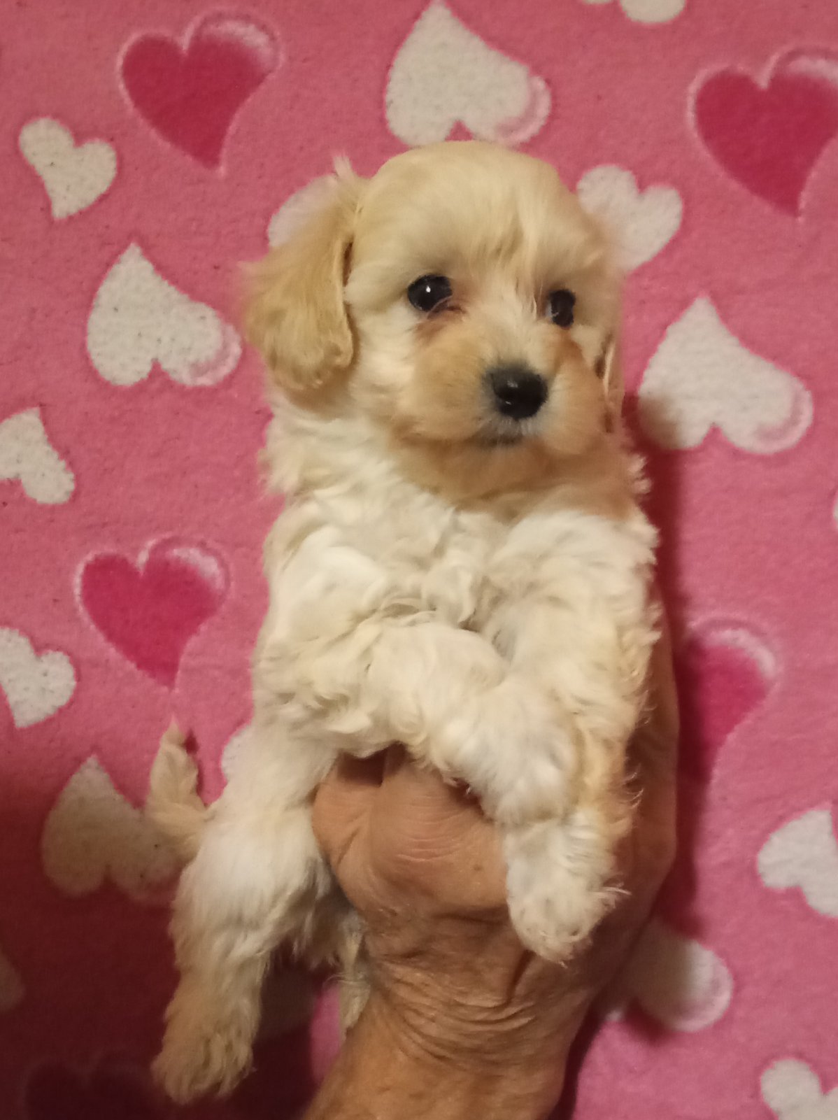 MALTIPOO   stenad