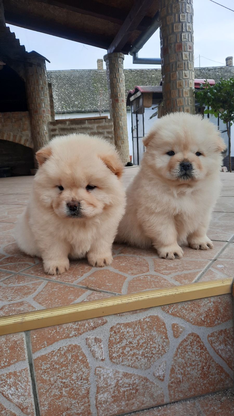  Chow chow
