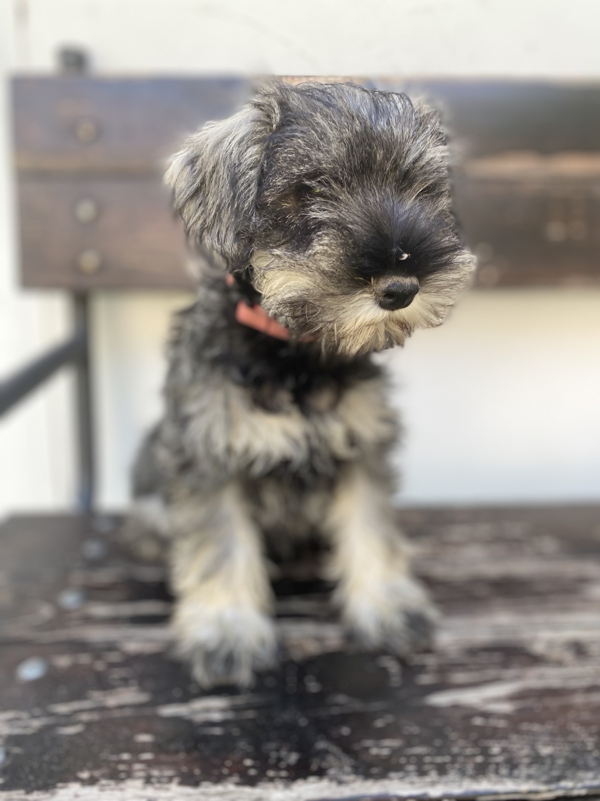 Patuljasti Šnaucer Minitaure Schnauzer