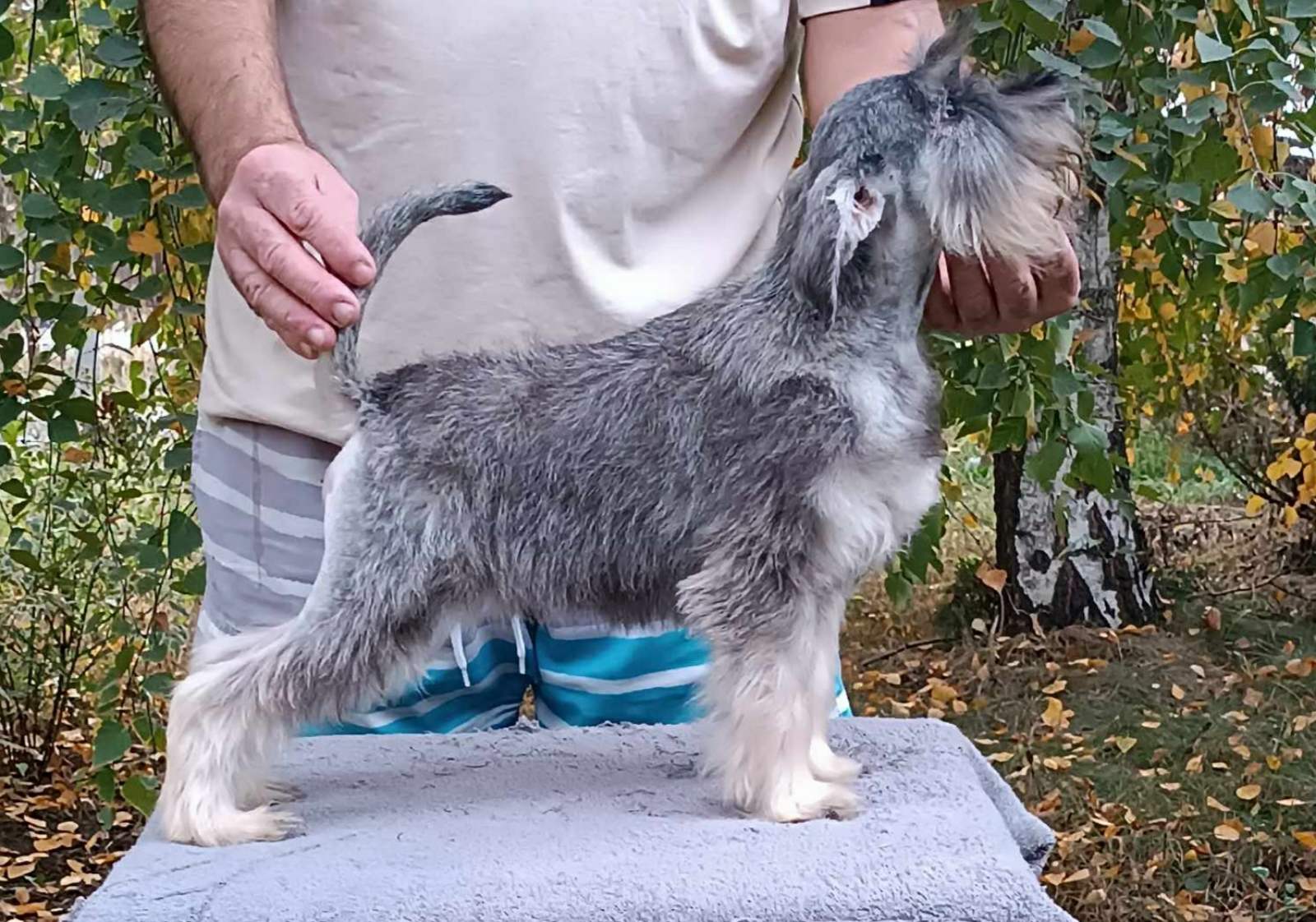 Patuljasti  šnaucer štenci biber so