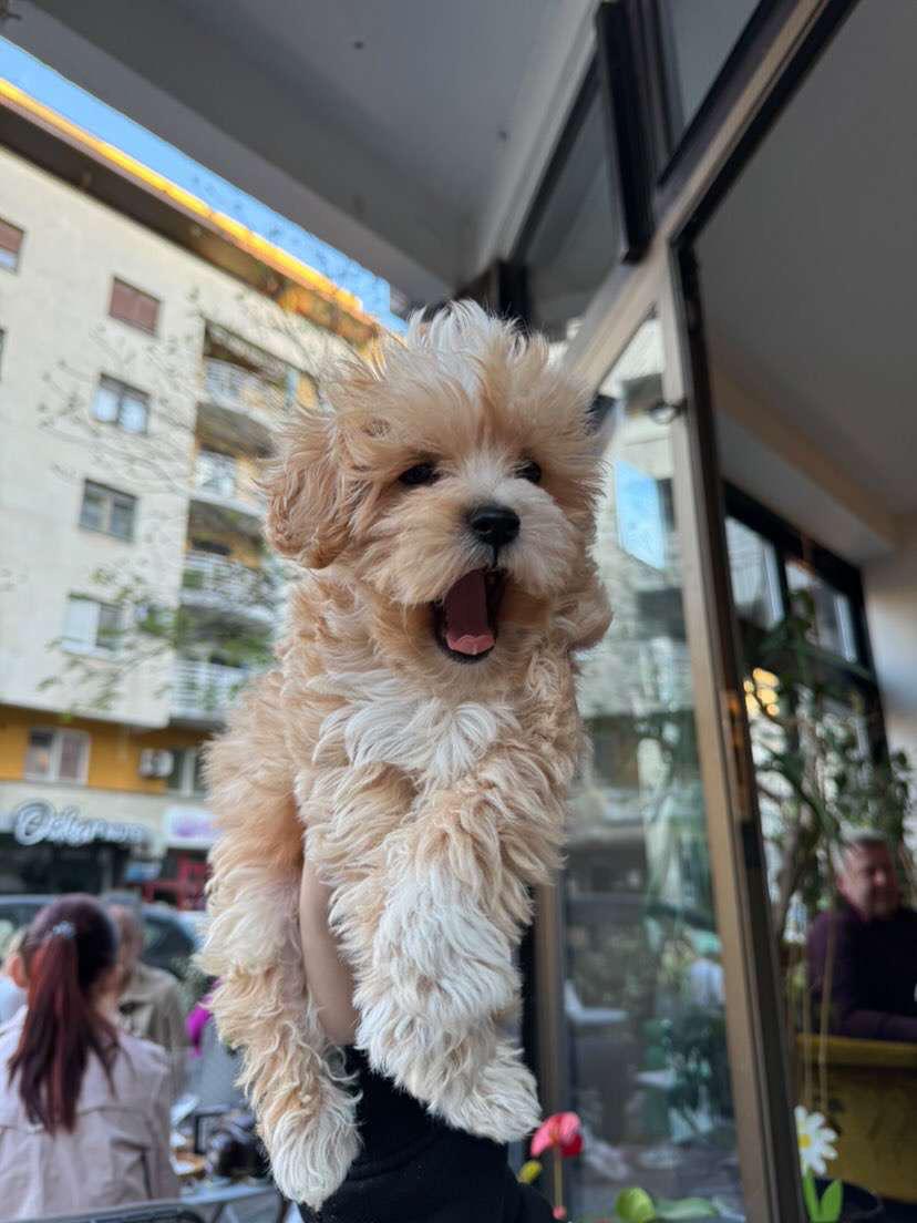 Maltipoo štenci