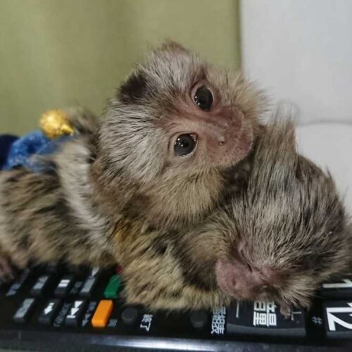 bebe marmoset majmuna dostupne