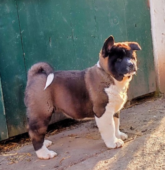 Americka akita, štenci
