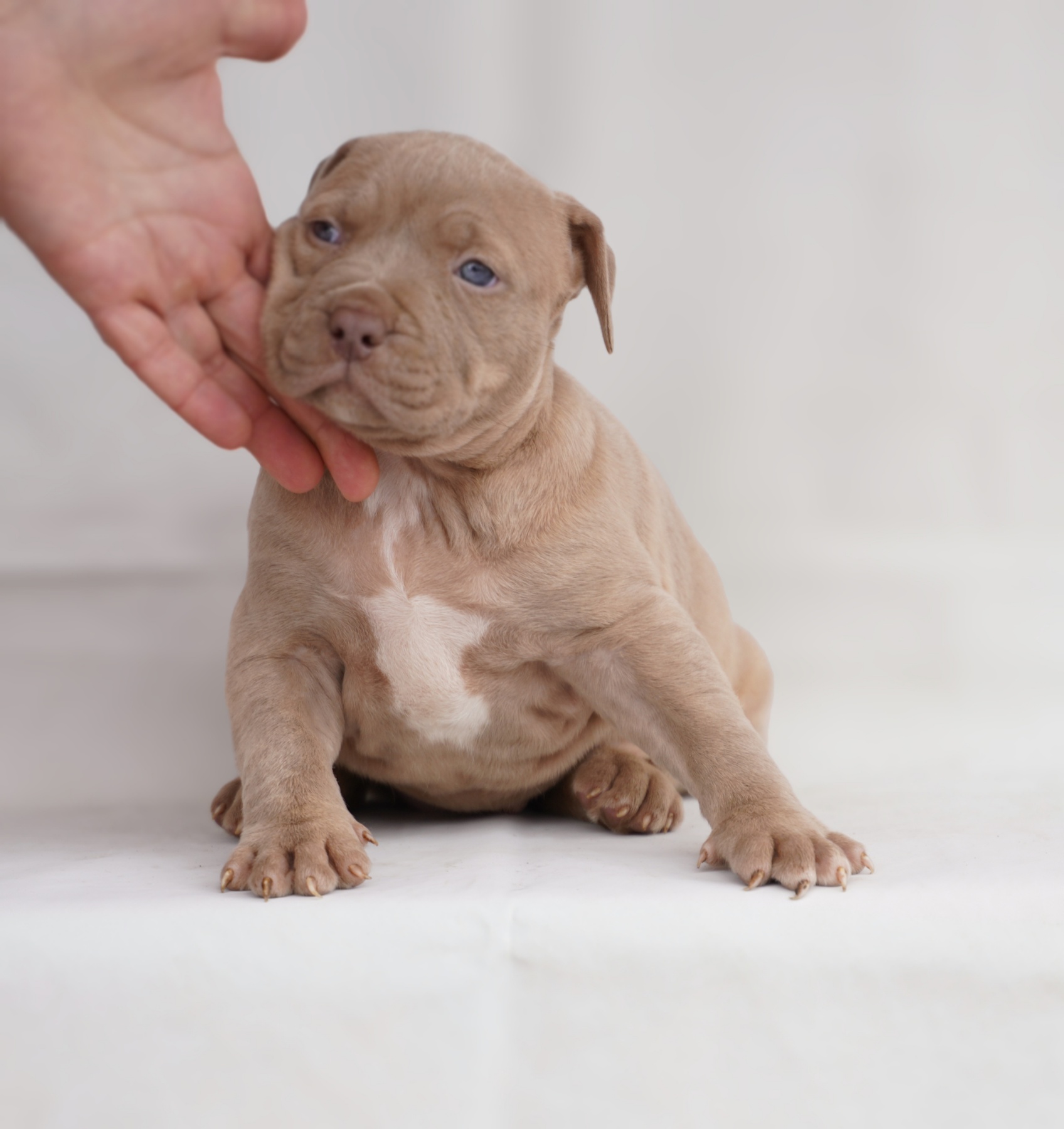 Exotic pit bull stenci na prodaju