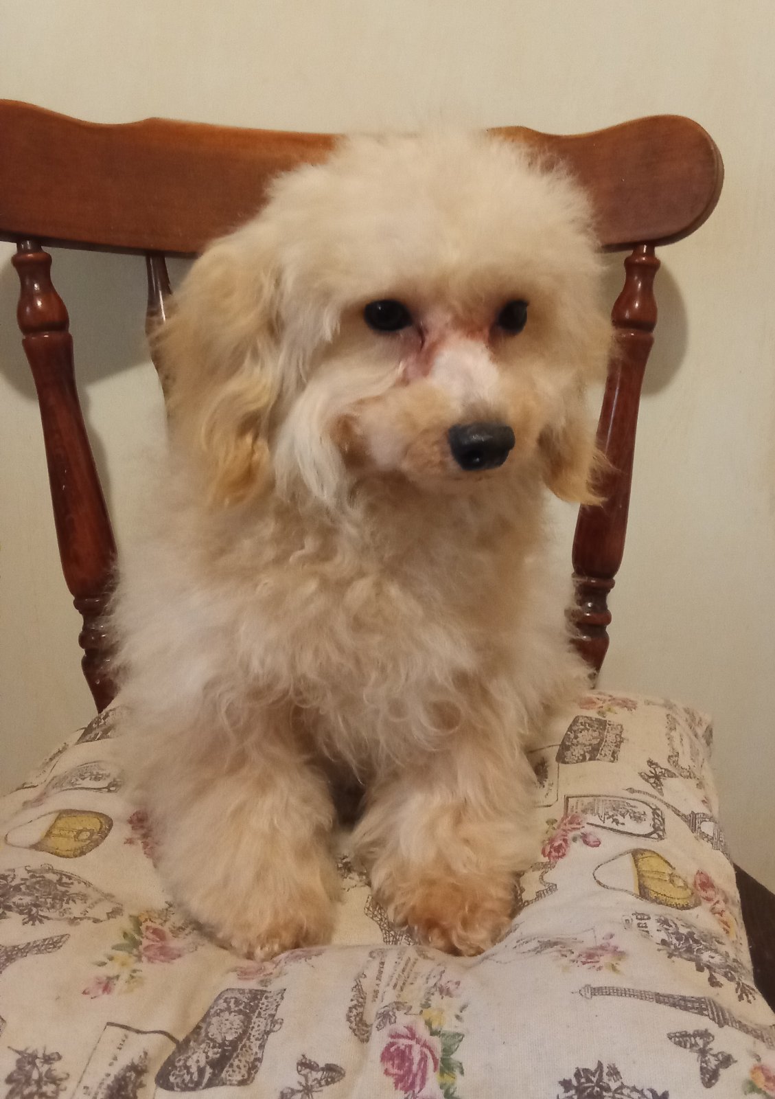  MALTIPOO