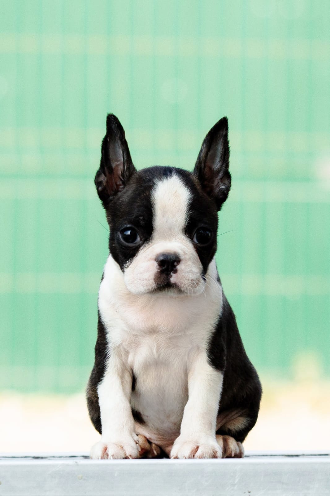 Boston terrier stenad