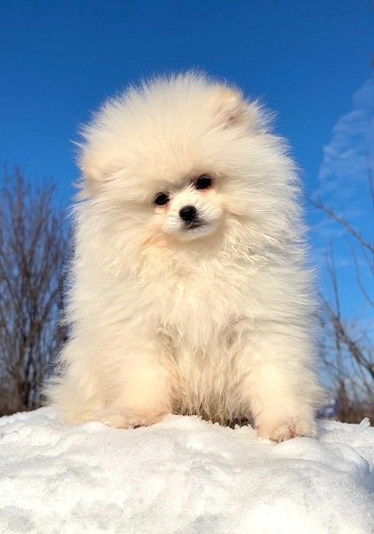 Pomeranac beli i krem