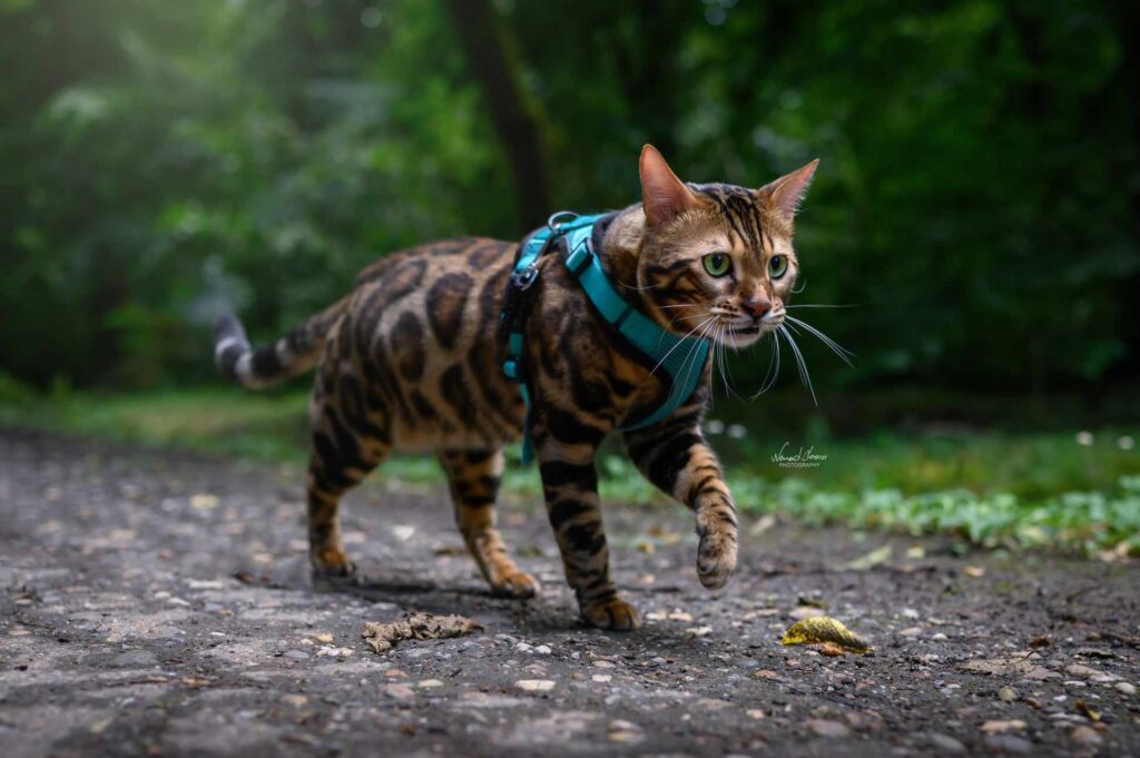Bengalski macici, bengalska macka, bengalsko mace