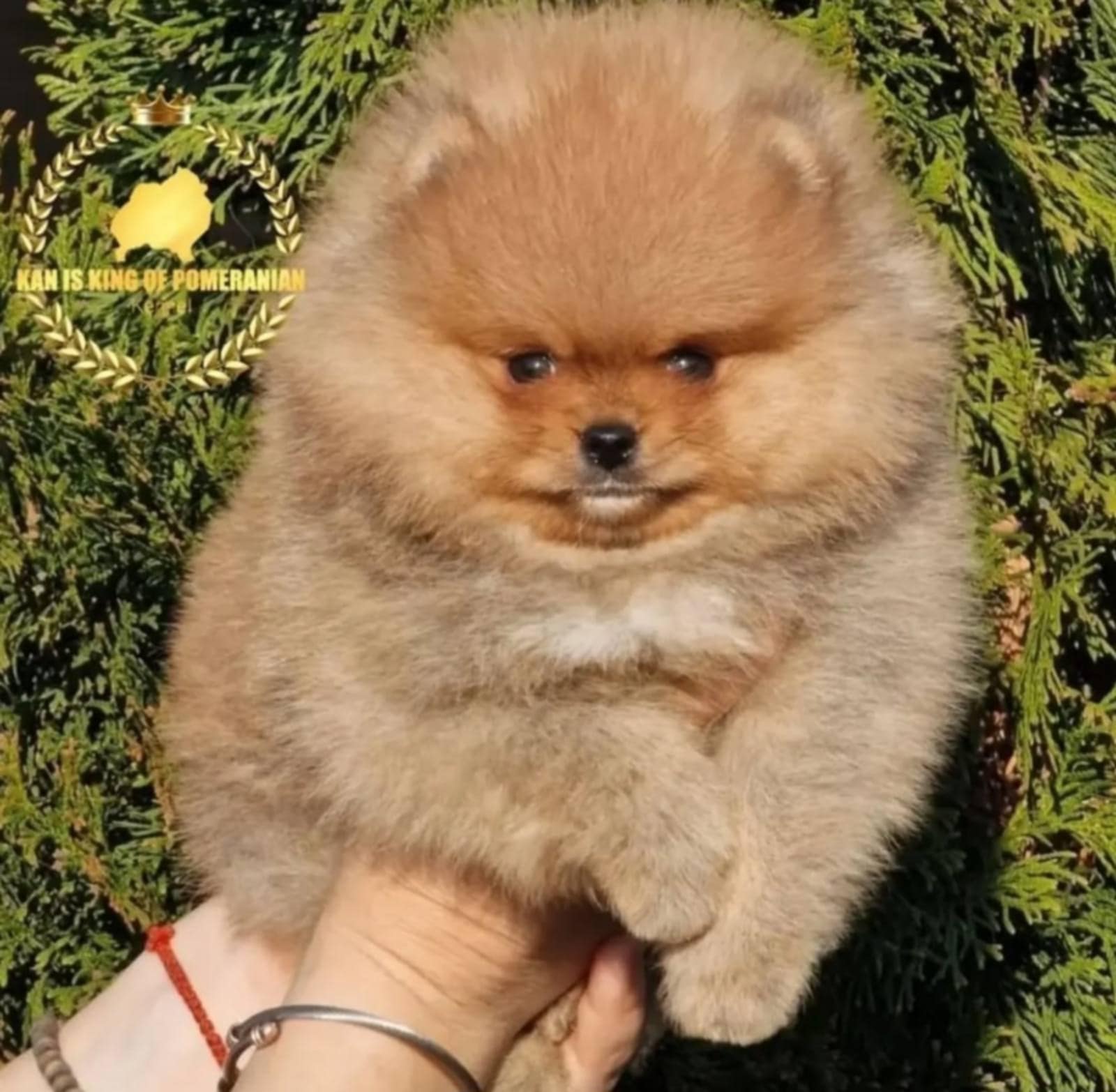 Pomeranac prelepi štenci
