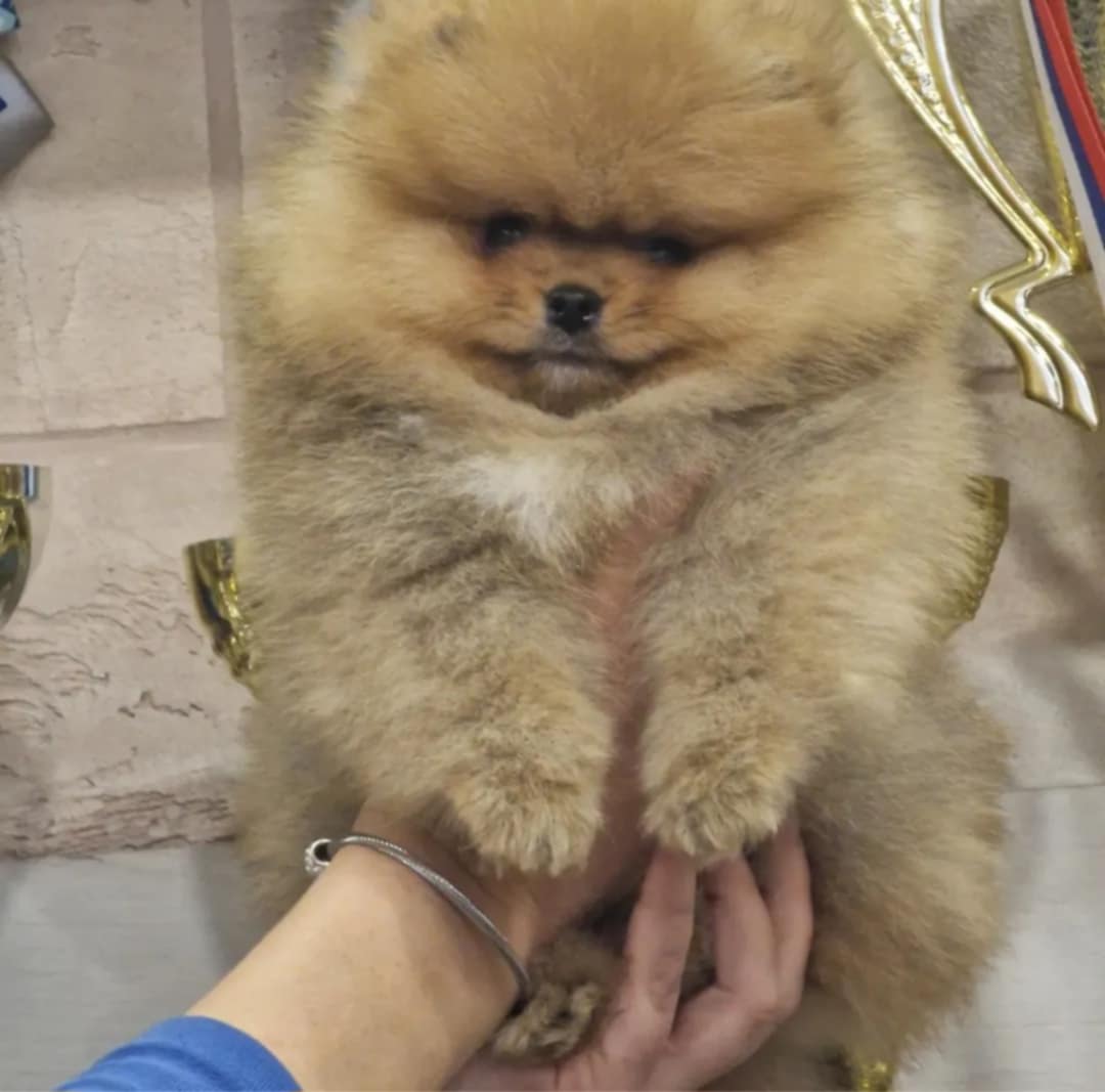 Pomeranac prelepi štenci