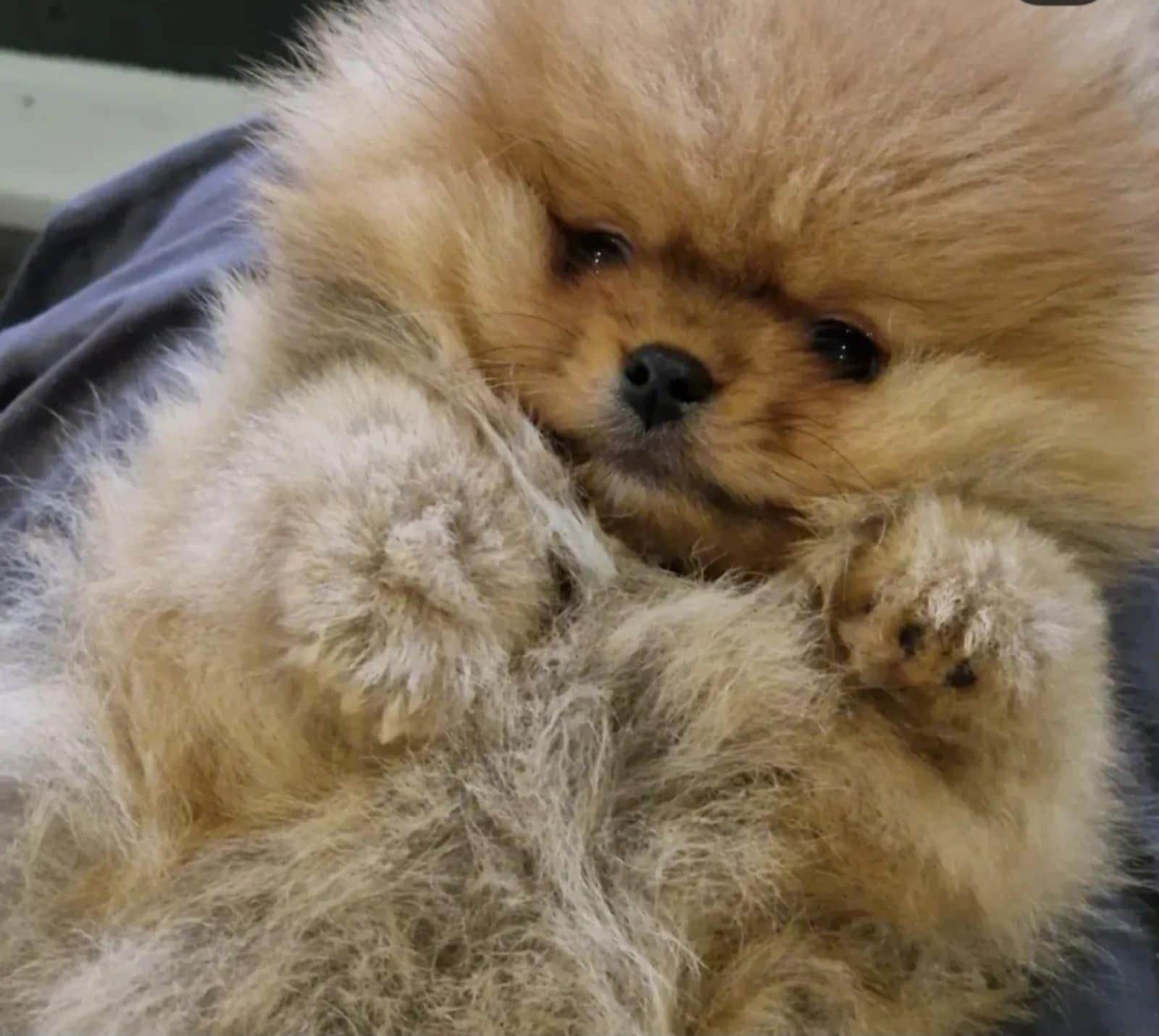 Pomeranac prelepi štenci