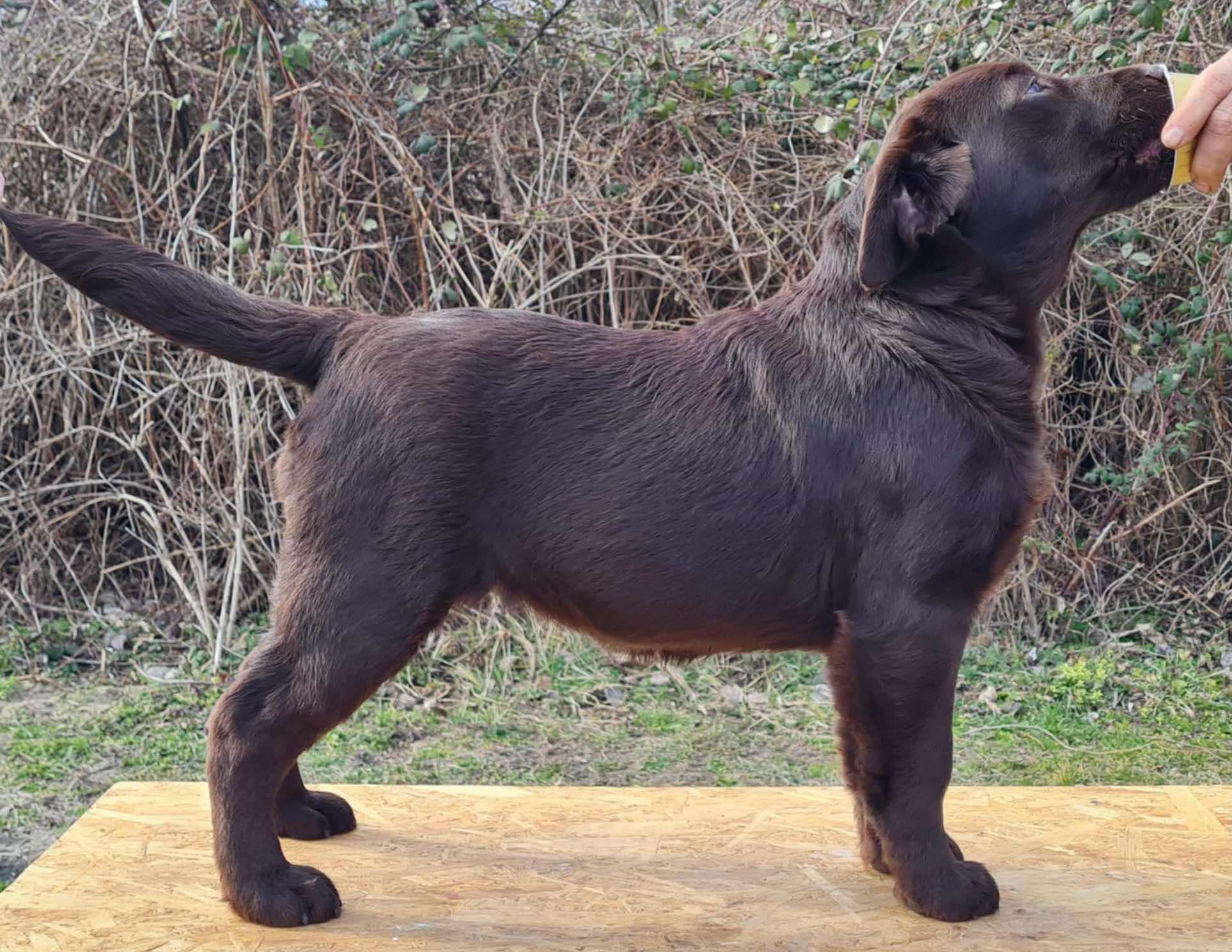 Labrador retriver čokoladni štenci