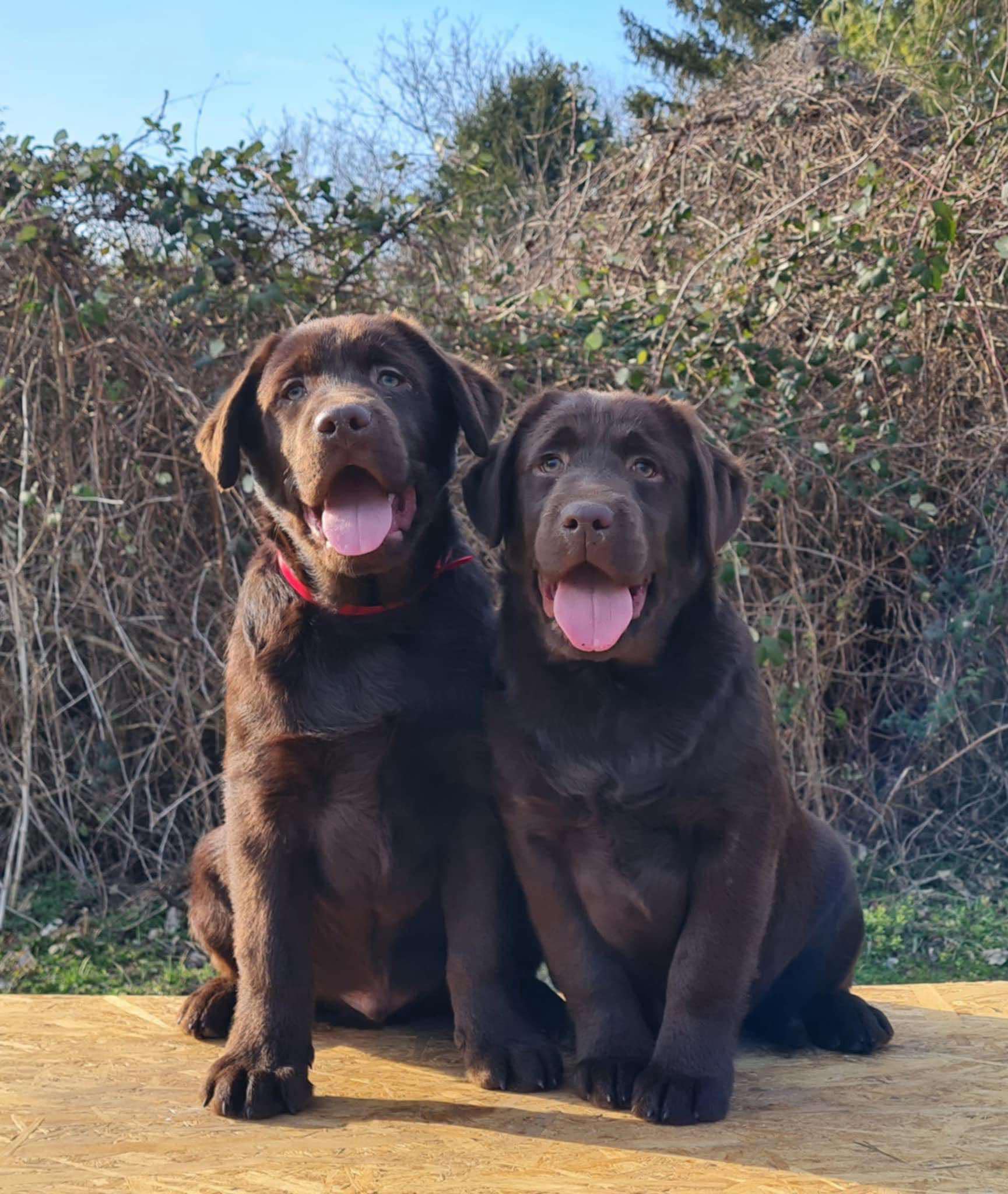 Labrador retriver čokoladni štenci