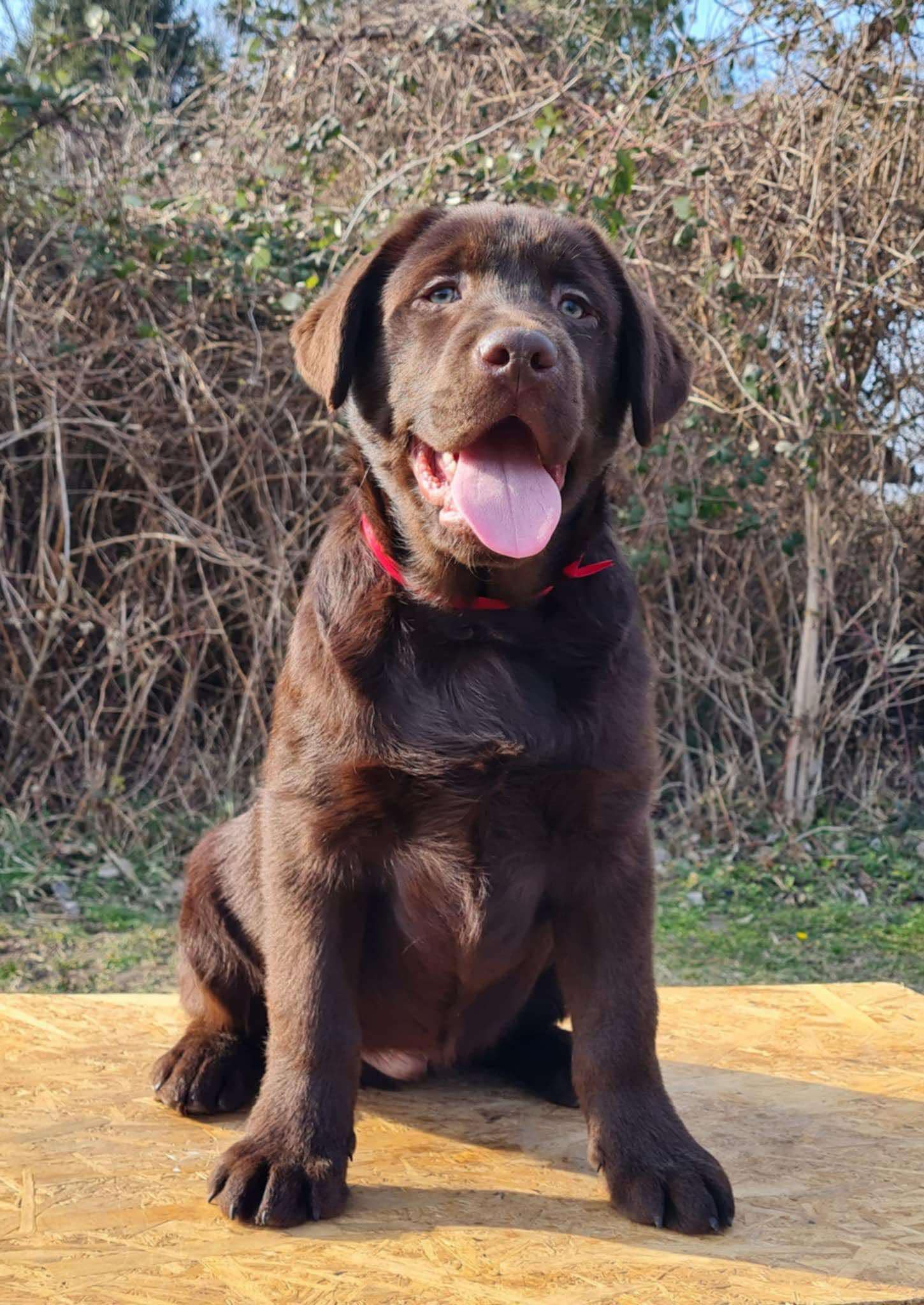 Labrador retriver čokoladni štenci