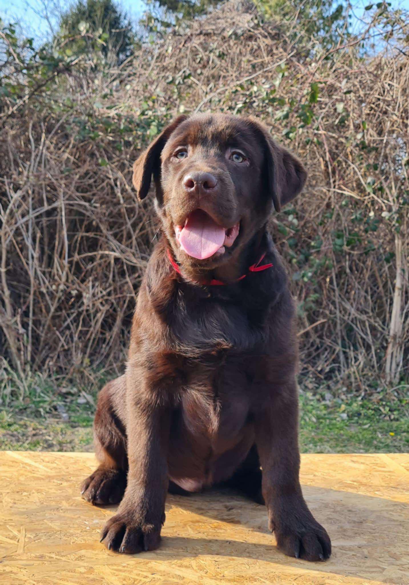 Labrador retriver čokoladni štenci