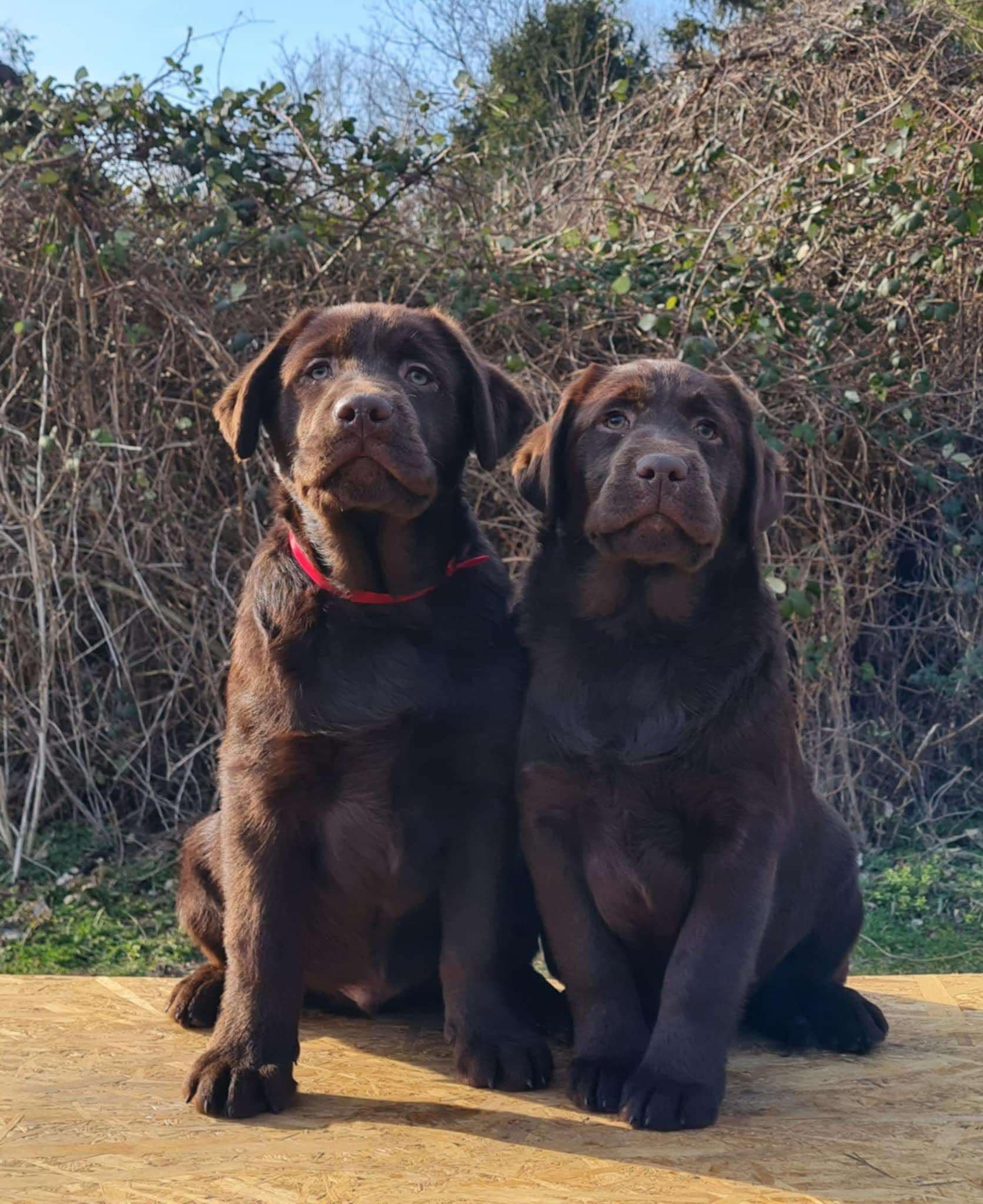 Labrador retriver čokoladni štenci