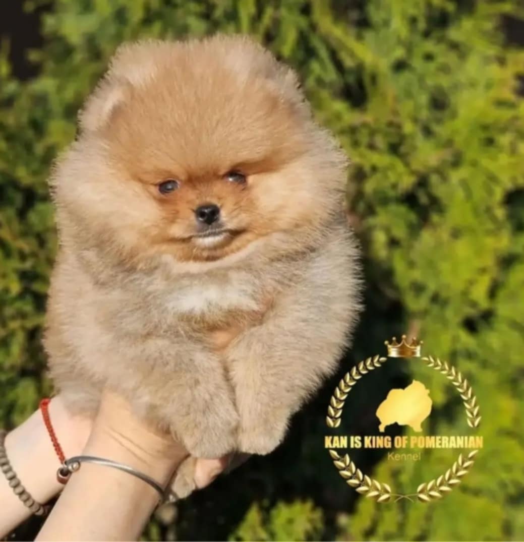 Pomeranac prelepi štenci