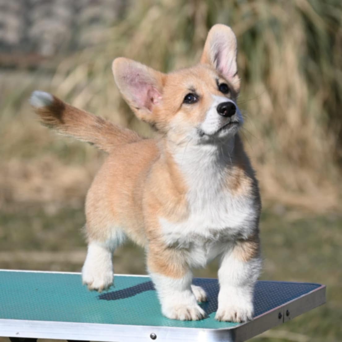 Velski korgi/Welsh Corgi Pembroke POVOLJNO