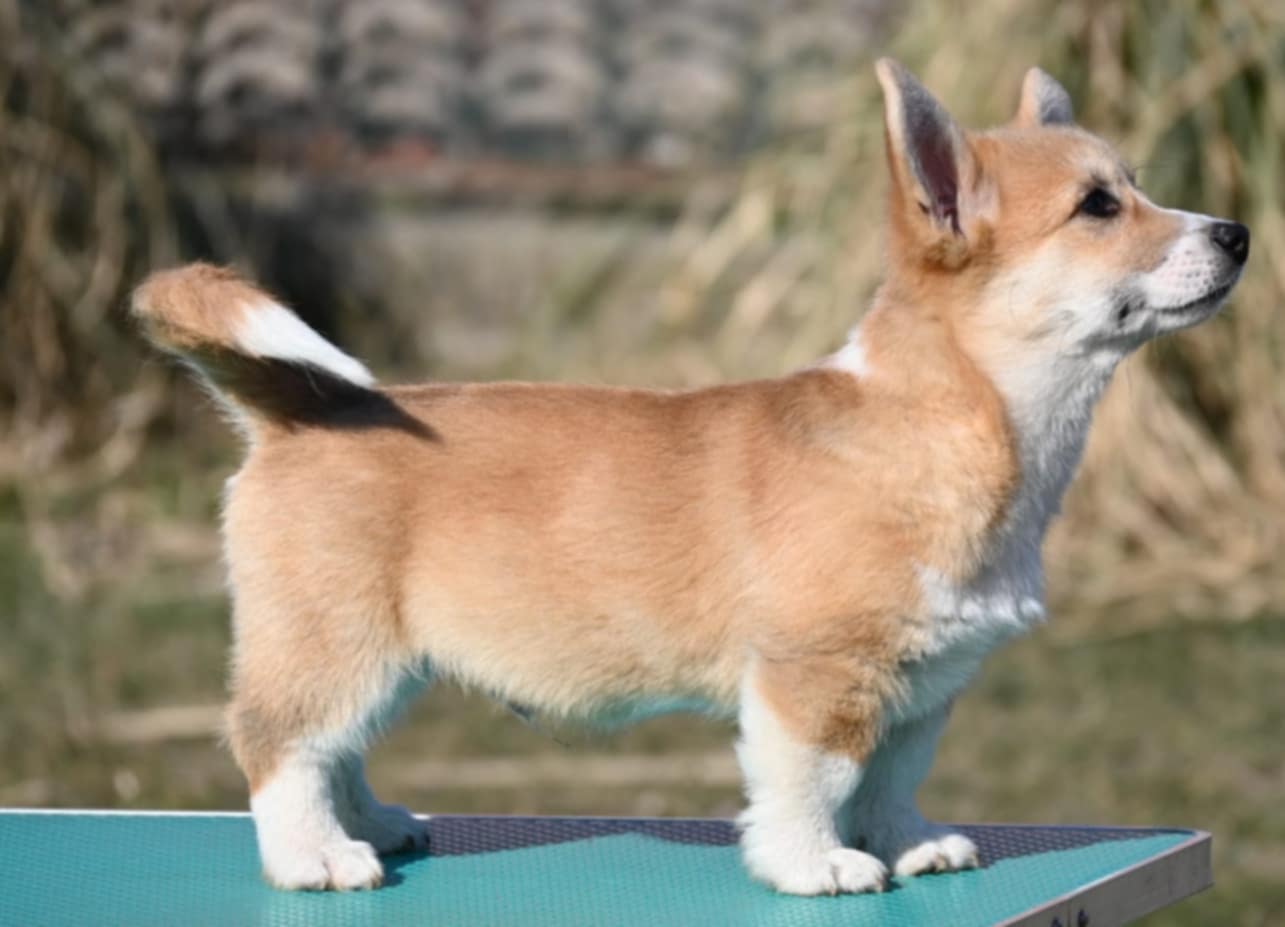 Velski korgi/Welsh Corgi Pembroke POVOLJNO